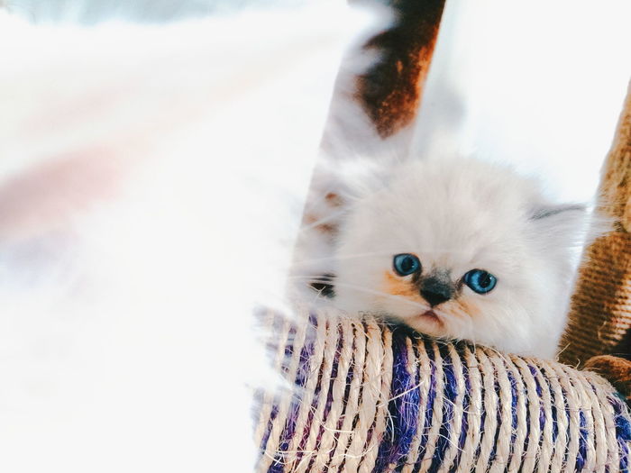 Portrait of kitten on scratching post