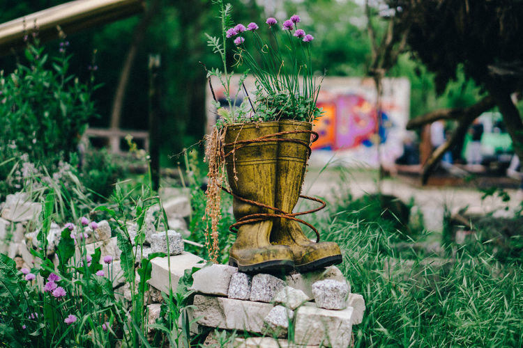 Close-up of potted plant in field