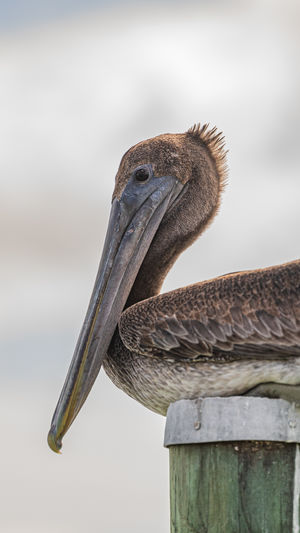 Low angle view of bird on wooden post