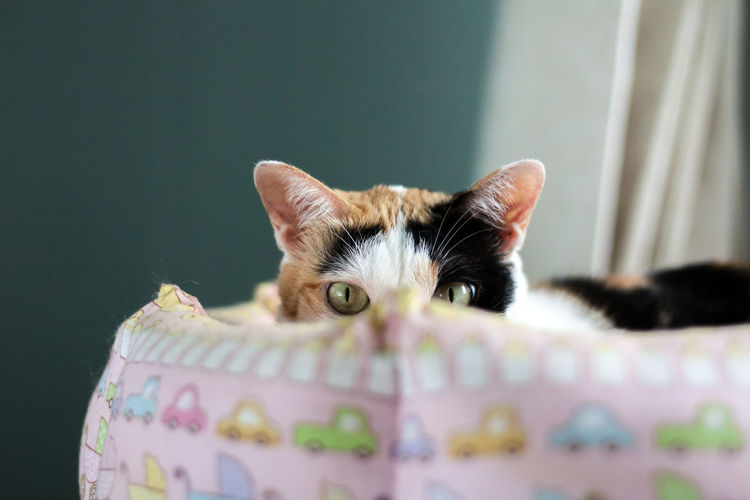 Portrait of cat on bed at home
