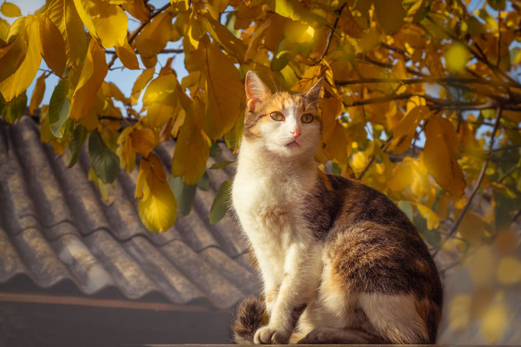 Cat sitting on leaves