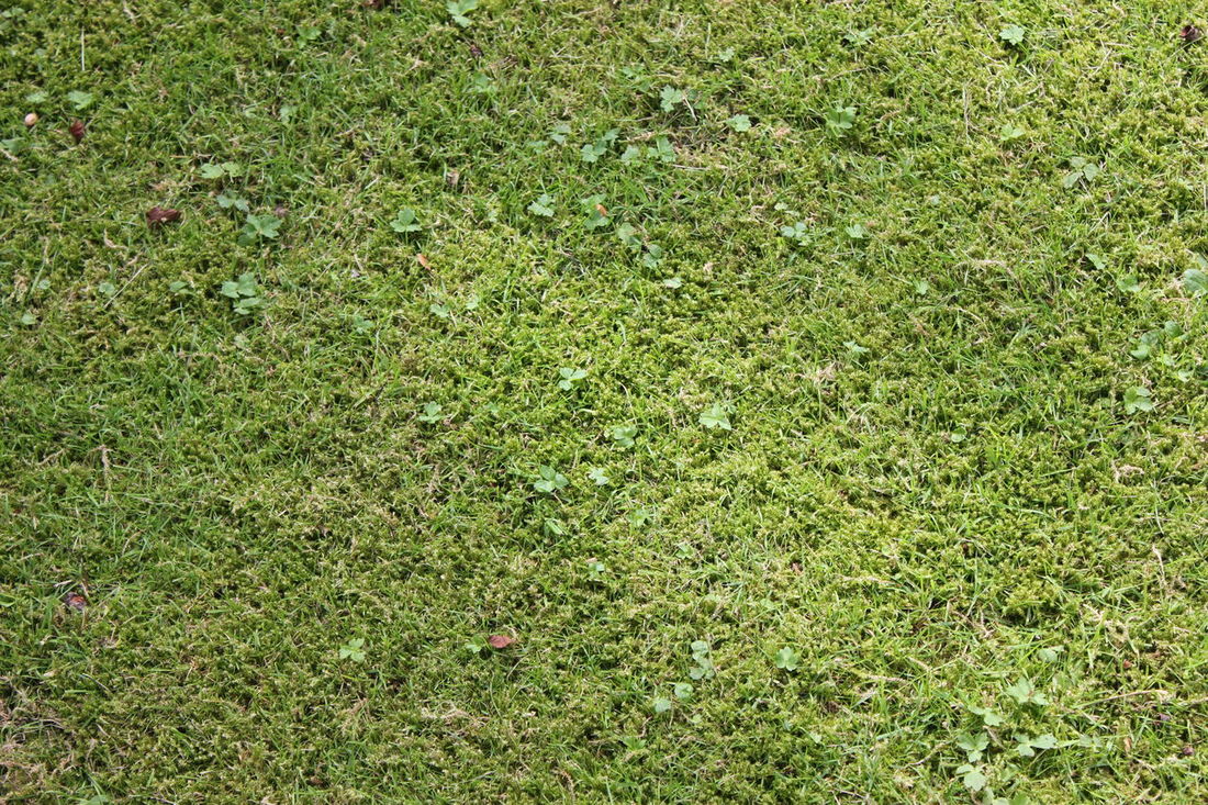 Mossy Grass Background Stockfoto