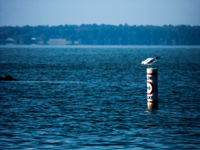 Scenic view of lake against sky seagull on lake marker