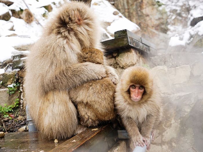 Cute monkeys at hot spring