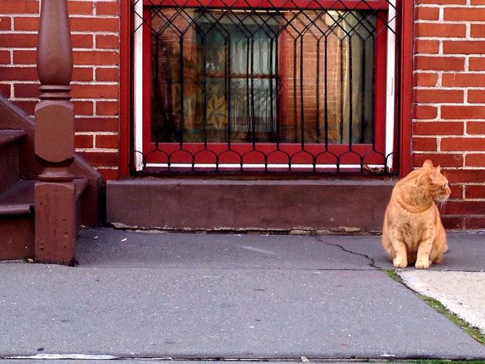 Cat on red brick wall