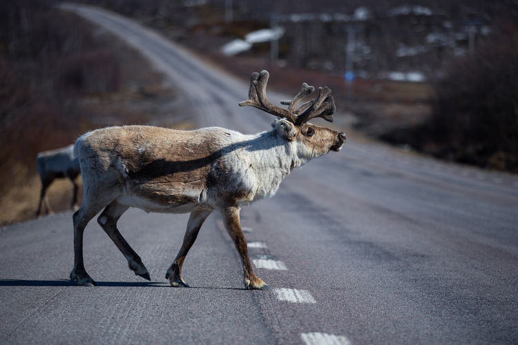 Reindeer crossing road