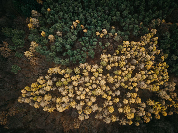 High angle view of flowering plants on land