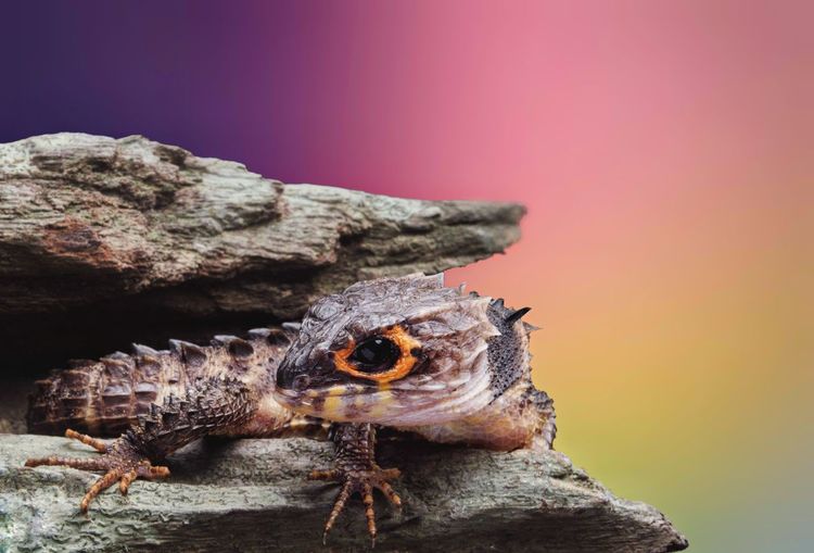 Crocodile skin with colourful background