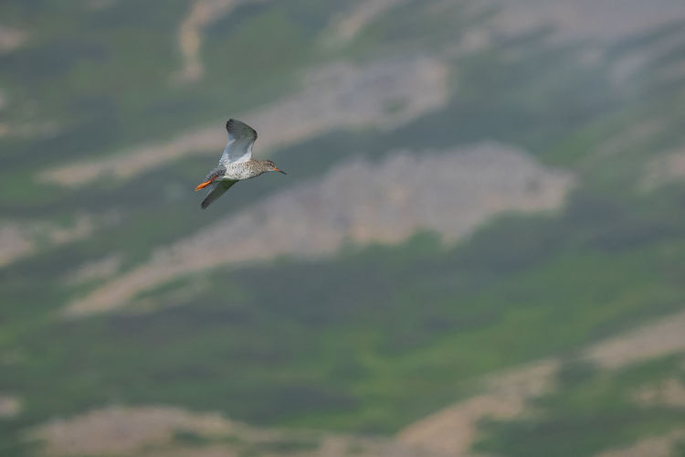 Low angle view of bird flying against mountain