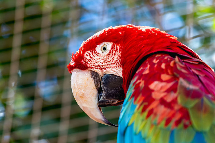 Low angle view of macaw 