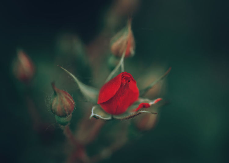 Beautiful fairy dreamy magic red crimson rose flowers on faded blurry green background