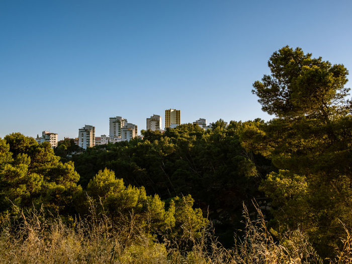 Trees and buildings against clear blue sky