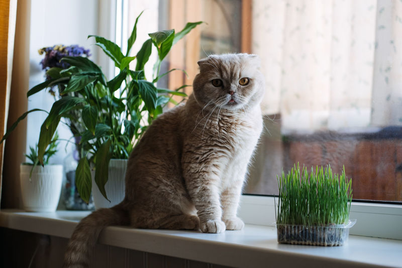 Cute scottish fold cat sitting near catnip or cat grass grown from barley, oat, wheat or rye seeds