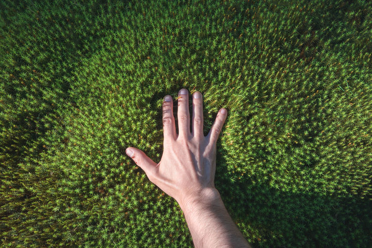 Close-up of hand on grass