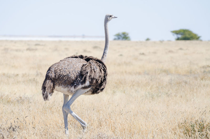 Ostrich bird walking in dry grass, etosha national park, namibia