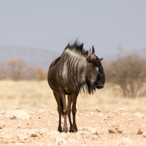 Blue wildebeest on brown landscape