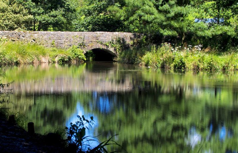 Reflection of trees in lake