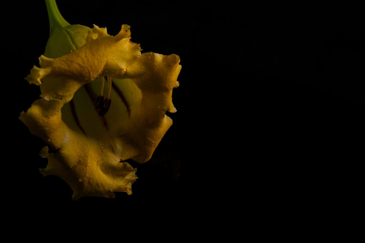 yellow, black background, studio shot, flower, macro photography, plant, indoors, leaf, no people, copy space, close-up, darkness, nature, cut out, petal, beauty in nature, freshness, water