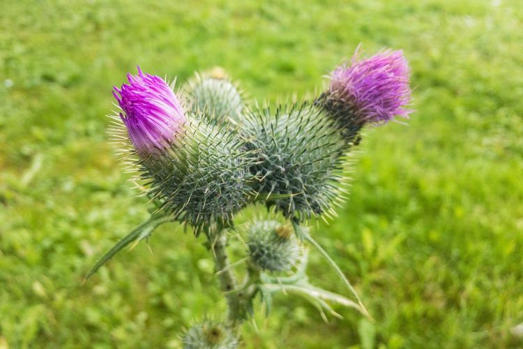 Close-up of thistle blooming on field