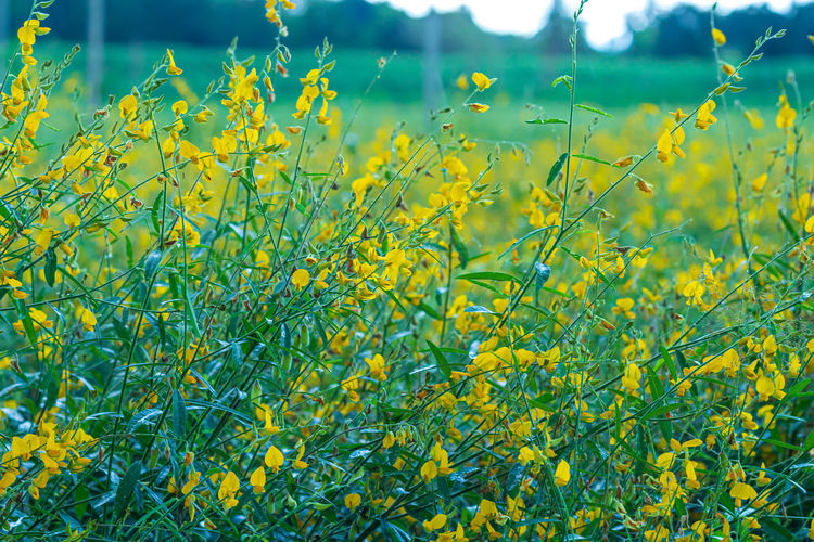 plant