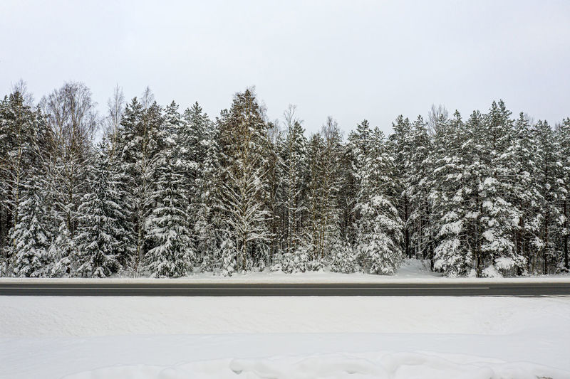Winter road and forest with snow covered trees