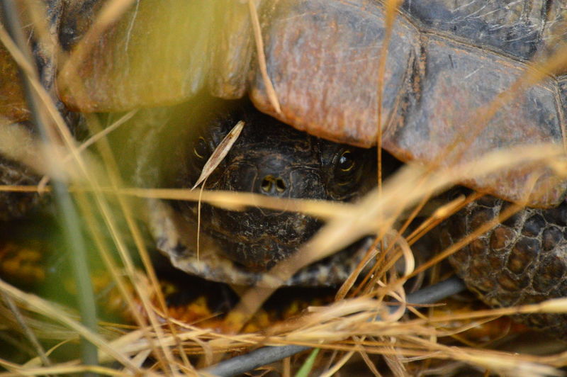 A turtle is hiding within its shell while surrounded by dry grass