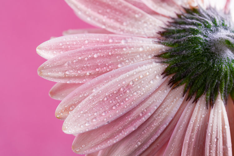 Close-up of wet pink flower