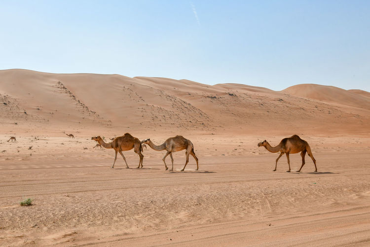 Full length of camels walking in desert against clear sky