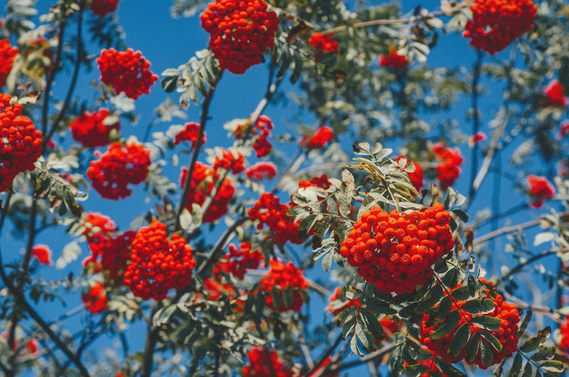 Red rowan berries on abackground of blue sky.