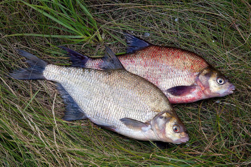 High angle view of fish on field