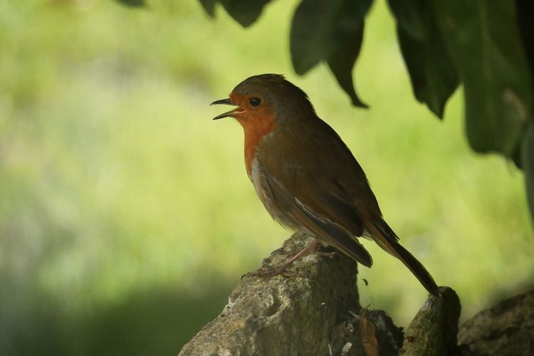 Robin sheltering from heat of the day