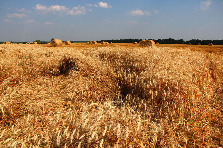 Hay bale on wheat field against sky