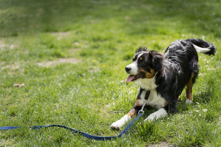 Dog on field