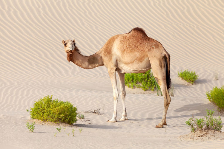 Camels on sand at desert