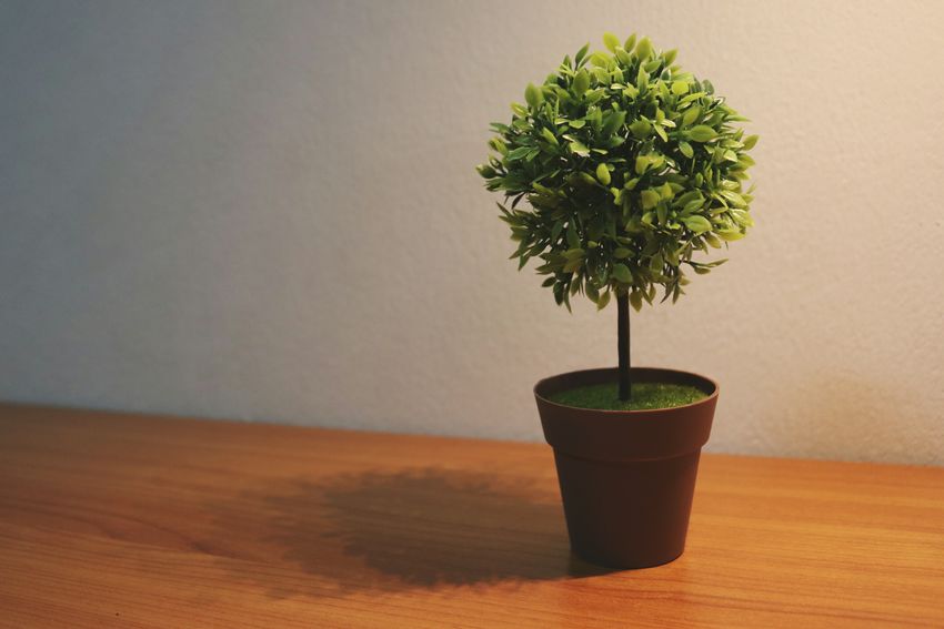 bonsai tree sapling