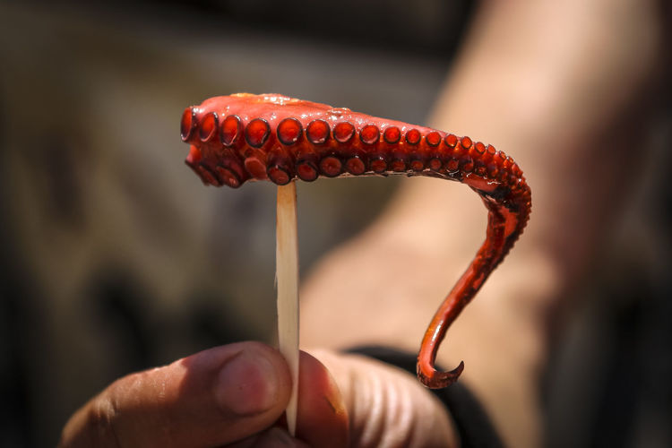 Close-up of hand holding octopus tentacle on stick