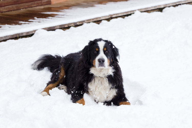 Large solemn looking bernese mountain dog lying in fresh snow contentedly