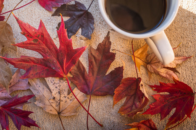 High angle view of maple leaves on coffee