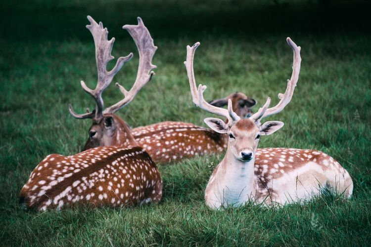 2 fallow deers resting on a meadow