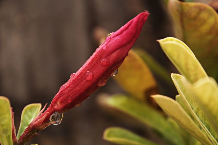 Close-up of water drops on red flower bud