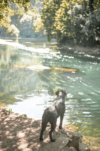 A black dog standing by the river