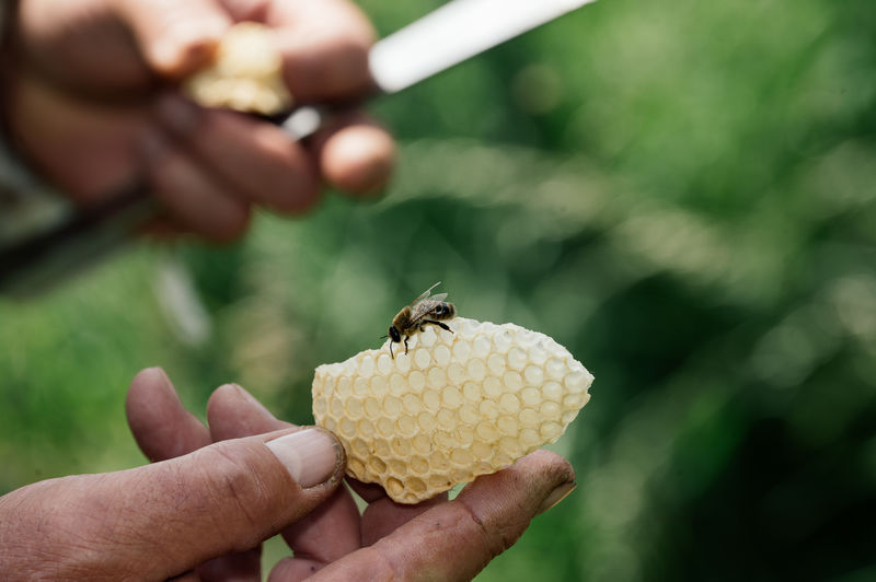 Cropped hand of woman holding honey