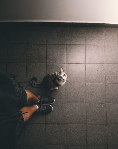 Low section of person with cat on floor