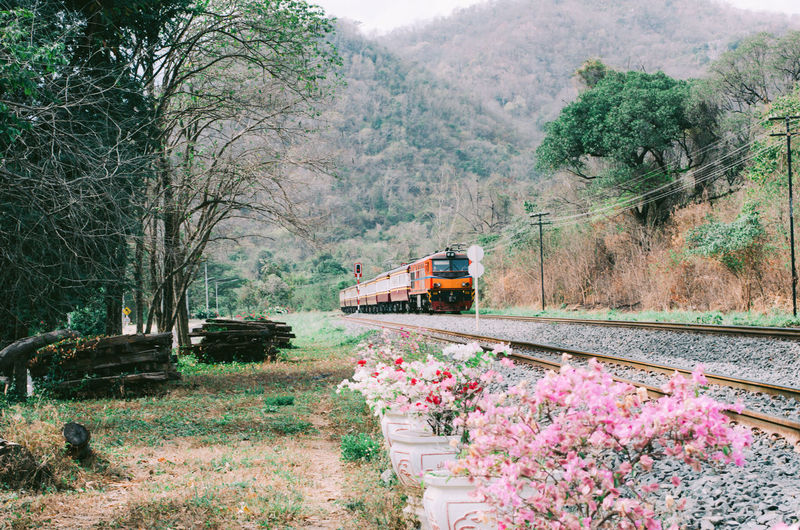 Train passing through trees