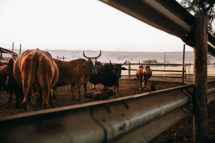 Cows at farm against seen through fence