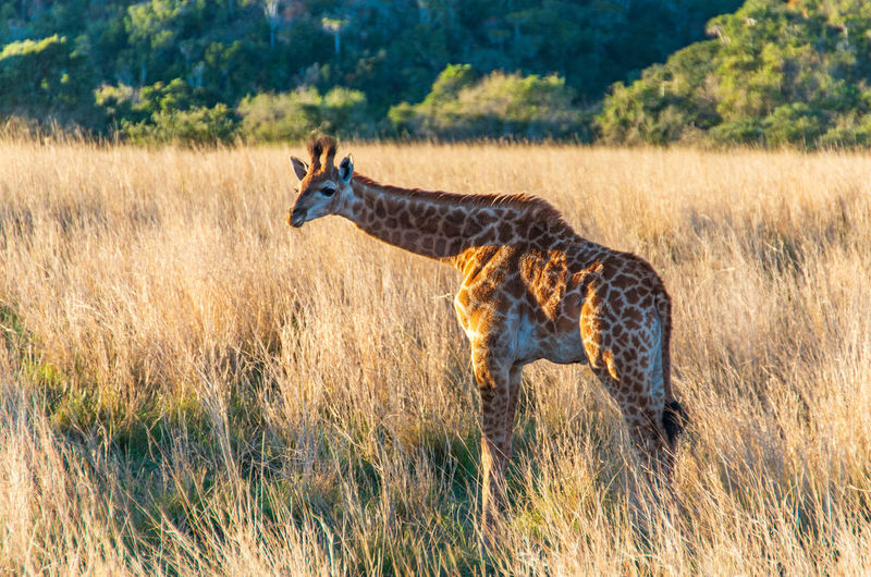 Side view of giraffe walking on landscape