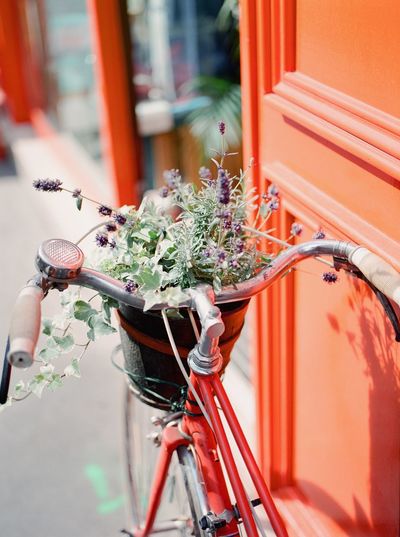 High angle view of plants in bicycle basket