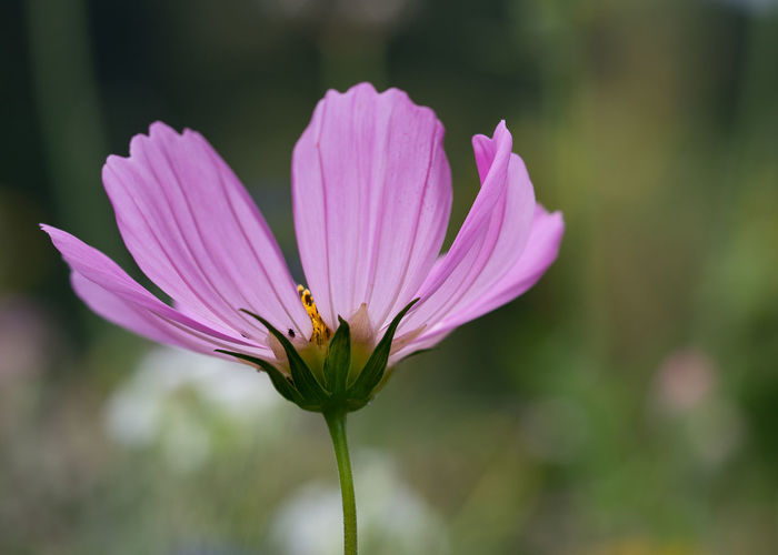 Close-up of pink lotus water lily