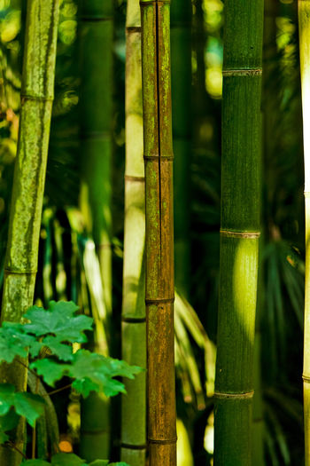 Close-up of bamboo plants in forest