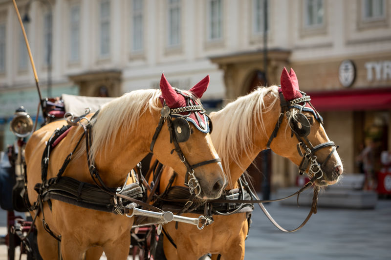 Close up of a pair of horses in vienna